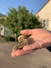 Caucasotachea vindobonensis