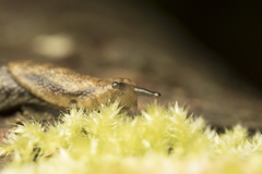 Prophysaon vanattae