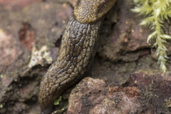 Prophysaon vanattae