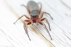 Tutelina similis