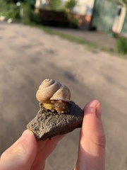 Caucasotachea vindobonensis