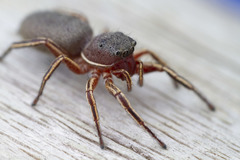 Tutelina similis