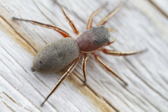 Tutelina similis