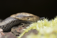 Prophysaon vanattae