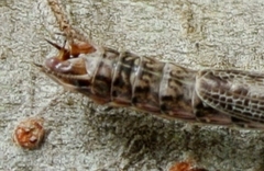 Ciulfina biseriata