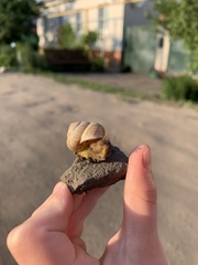 Caucasotachea vindobonensis