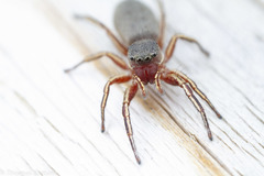 Tutelina similis