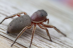Tutelina similis