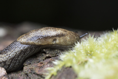 Prophysaon vanattae