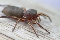 Tutelina similis
