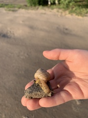 Caucasotachea vindobonensis