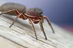 Tutelina similis