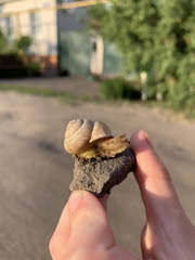 Caucasotachea vindobonensis