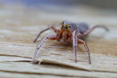 Tutelina similis
