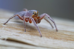 Tutelina similis