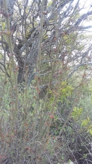 Russelia equisetiformis