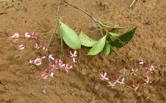 Ixora laxiflora