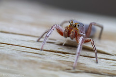Tutelina similis
