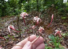 Ixora laxiflora