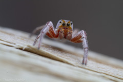 Tutelina similis