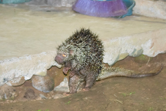 Coendou longicaudatus
