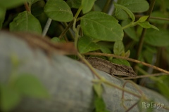 Anolis carlliebi