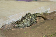 Coendou longicaudatus