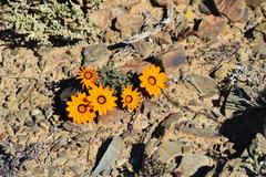 Gazania heterochaeta