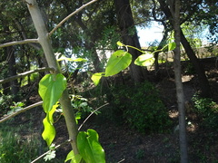 Aristolochia sempervirens