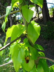 Aristolochia sempervirens