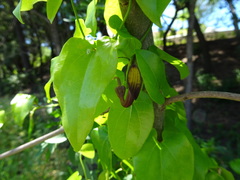 Aristolochia sempervirens