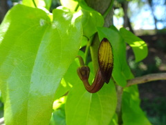 Aristolochia sempervirens