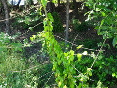 Aristolochia sempervirens