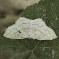 Scopula quinquelinearia