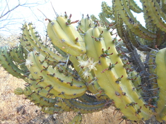 Myrtillocactus geometrizans