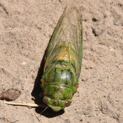 Okanagana viridis