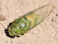 Okanagana viridis