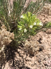 Nama carnosa