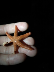 Henricia leviuscula