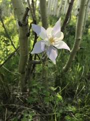 Aquilegia coerulea