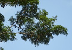 Pentaclethra macrophylla