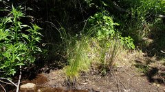 Deschampsia elongata