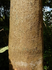 Pentaclethra macrophylla