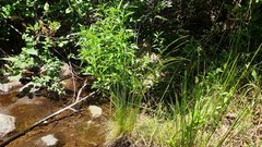 Deschampsia elongata