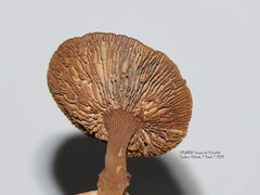 Stiptophyllum erubescens
