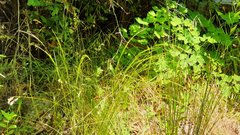 Deschampsia elongata