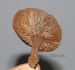 Stiptophyllum erubescens