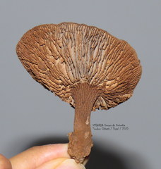 Stiptophyllum erubescens