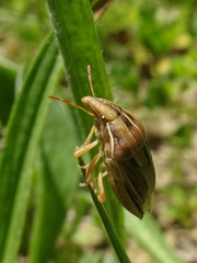 Aelia rostrata