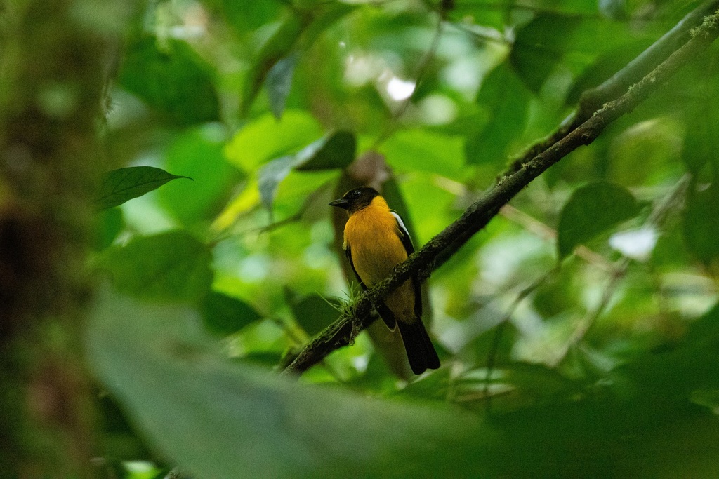 White-Winged Shrike-Tanager